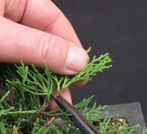 pruning juniper bonsai